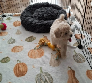 Maltipoo fajtatiszta jellegű kan kiskutyák - kép 3