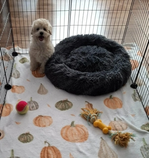 Maltipoo fajtatiszta jellegű kan kiskutyák - kép 6