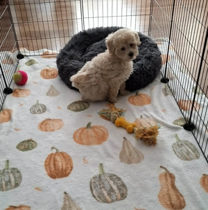 Maltipoo fajtatiszta jellegű kan kiskutyák - kép 4
