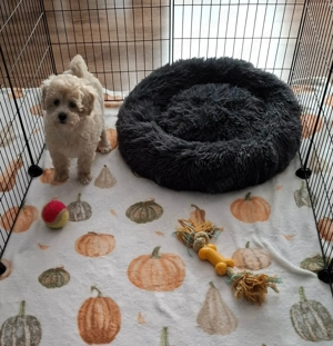 Maltipoo fajtatiszta jellegű kan kiskutyák - kép 7