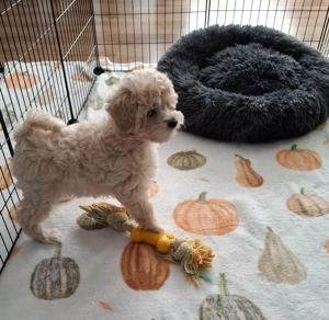 Maltipoo fajtatiszta jellegű kan kiskutyák - kép 9