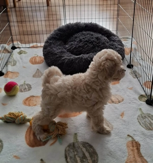 Maltipoo fajtatiszta jellegű kan kiskutyák - kép 10