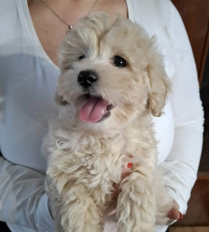 Maltipoo fajtatiszta jellegű kan kiskutyák - kép 2