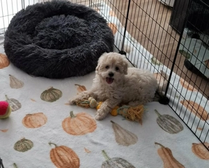 Maltipoo fajtatiszta jellegű kan kiskutyák - kép 8