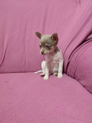 Csivava  kisfiú kutyus - kép 2