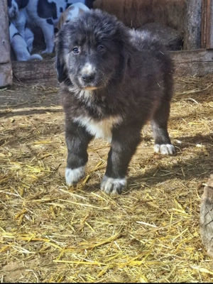 Eladó közép -ázsiai juhász kutyusok