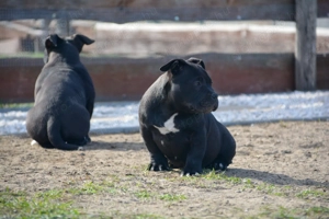 American bully kiskutyák  - kép 5