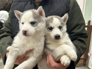 Kék szemű Szibériai husky kölykök - kép 4