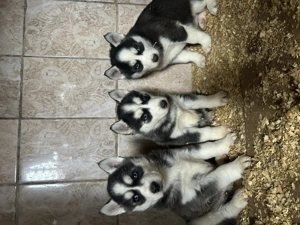 Kék szemű Szibériai husky kölykök - kép 2