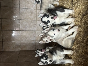 Kék szemű Szibériai husky kölykök