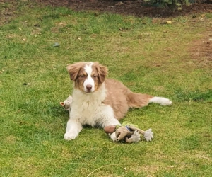 Ausztral juhászkutya kölyök eladó - kép 3