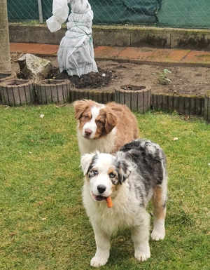 Ausztral juhászkutya kölyök eladó - kép 6