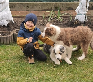 Ausztral juhászkutya kölyök eladó - kép 7