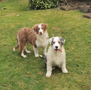 Ausztral juhászkutya kölyök eladó - kép 5