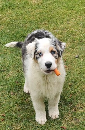 Ausztral juhászkutya kölyök eladó - kép 2