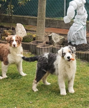 Ausztral juhászkutya kölyök eladó - kép 4