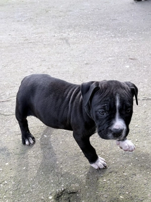 Hajduböszörmény - kép 2