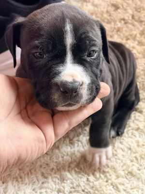 Hajduböszörmény - kép 3