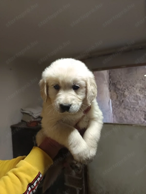 Golden retriever kiskutyák - kép 2