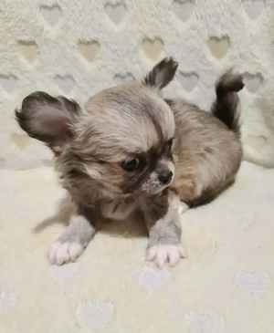 Törzskönyvezett csivava kölykök! Szultán-Sarki Haritage kennel.