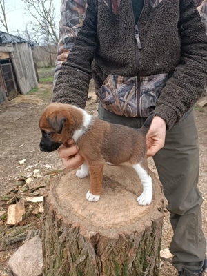 Foxterrier kiskutyák új helyre költöznének - kép 2
