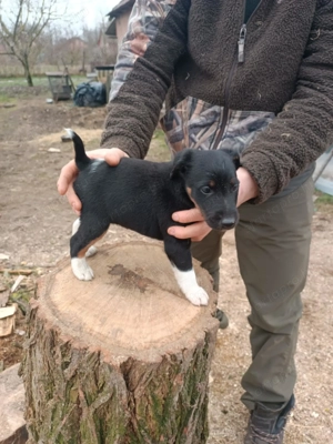 Foxterrier kiskutyák új helyre költöznének