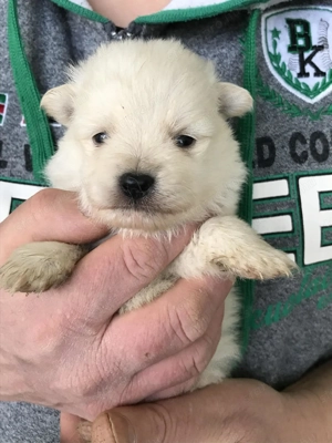 Foglalhatóak, eladók, tündéri Spicc, Spitz kiskutyák! Lányok és fiúk.