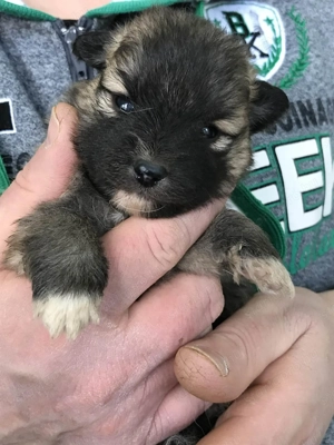 Foglalhatóak, eladók, tündéri Spicc, Spitz kiskutyák! Lányok és fiúk. - kép 4