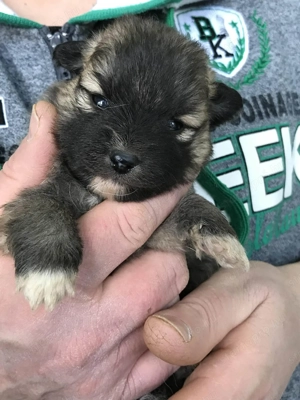 Foglalhatóak, eladók, tündéri Spicc, Spitz kiskutyák! Lányok és fiúk. - kép 6