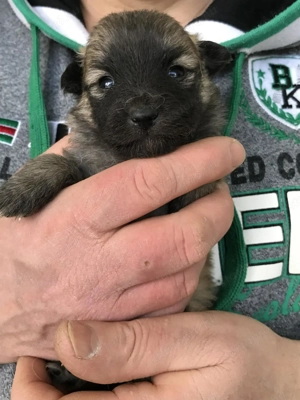 Foglalhatóak, eladók, tündéri Spicc, Spitz kiskutyák! Lányok és fiúk. - kép 3