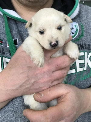 Foglalhatóak, eladók, tündéri Spicc, Spitz kiskutyák! Lányok és fiúk. - kép 8