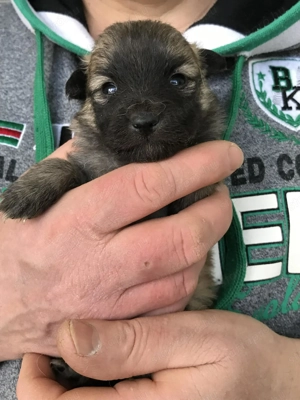 Foglalhatóak, eladók, tündéri Spicc, Spitz kiskutyák! Lányok és fiúk. - kép 9