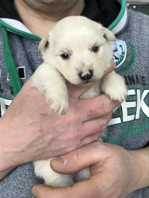 Foglalhatóak, eladók, tündéri Spicc, Spitz kiskutyák! Lányok és fiúk. - kép 10