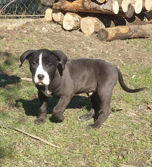  Staffordshire Bull Terrier elado - kép 2