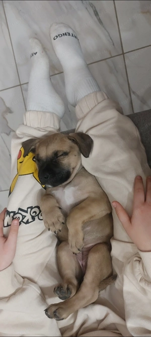  Staffordshire Bull Terrier elado - kép 4