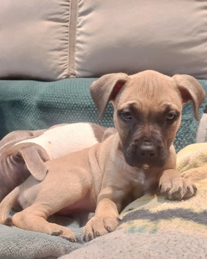  Staffordshire Bull Terrier elado - kép 3