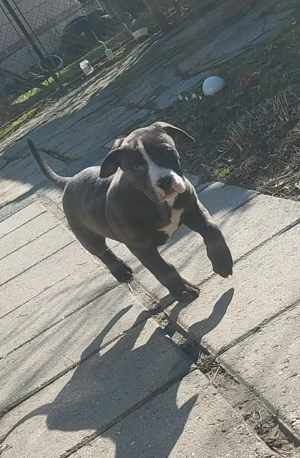  Staffordshire Bull Terrier elado