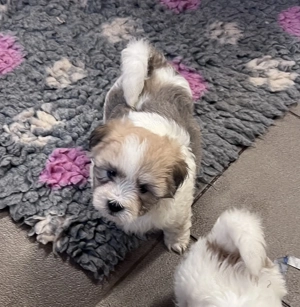 Coton de tulear ritka pamutkutya bichon kiskutyák - kép 7