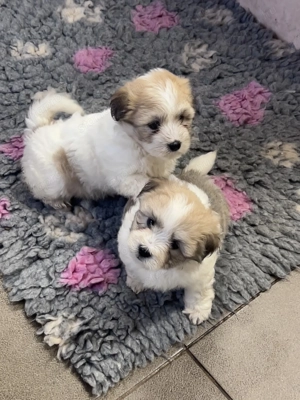 Coton de tulear ritka pamutkutya bichon kiskutyák - kép 4