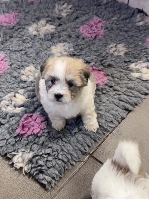 Coton de tulear ritka pamutkutya bichon kiskutyák - kép 5