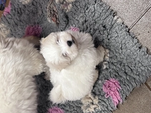 Coton de tulear ritka pamutkutya bichon kiskutyák - kép 8