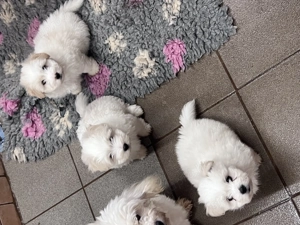 Coton de tulear ritka pamutkutya bichon kiskutyák