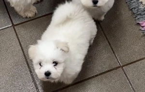 Coton de tulear ritka pamutkutya bichon kiskutyák - kép 2