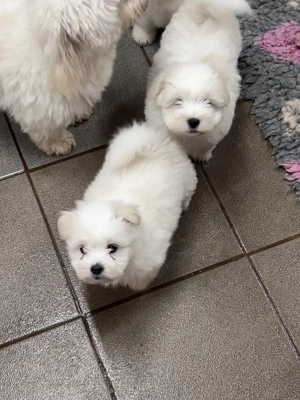 Coton de tulear ritka pamutkutya bichon kiskutyák - kép 3