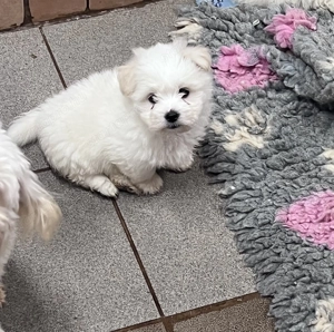 Coton de tulear ritka pamutkutya bichon kiskutyák - kép 9