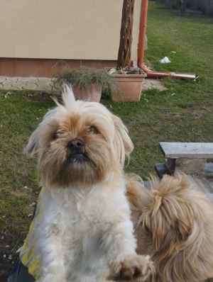 Sí cu jellegű kiskutya - kép 4