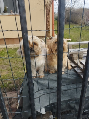 Sí cu jellegű kiskutya - kép 6