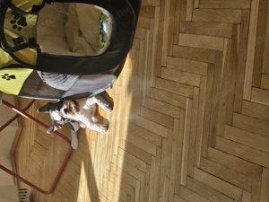 Eladó 11hetes szuka Boszton Terrier  - kép 4