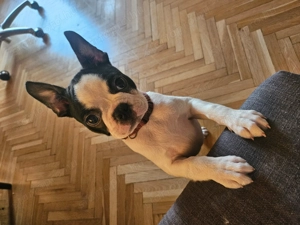 Eladó 11hetes szuka Boszton Terrier  - kép 3