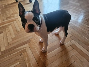 Eladó 11hetes szuka Boszton Terrier  - kép 2